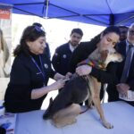 Día Mundial Contra la Rabia: formas de prevenir esta enfermedad zoonótica