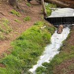 Red Ambiental Ciudadana de Osorno denuncia vertimiento de purines en estero de Puloyo