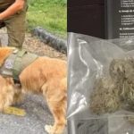 Can antidrogas detecta marihuana en vehículo fiscalizado en paso fronterizo Cardenal Samoré
